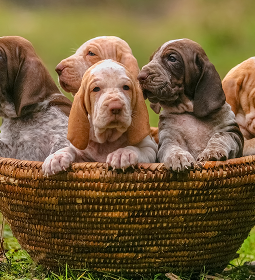 Italian bracco puppies